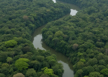 La forêt humide africaine change de camp : les forêts du Congo émettent désormais plus de carbone qu’elles n’en absorbent