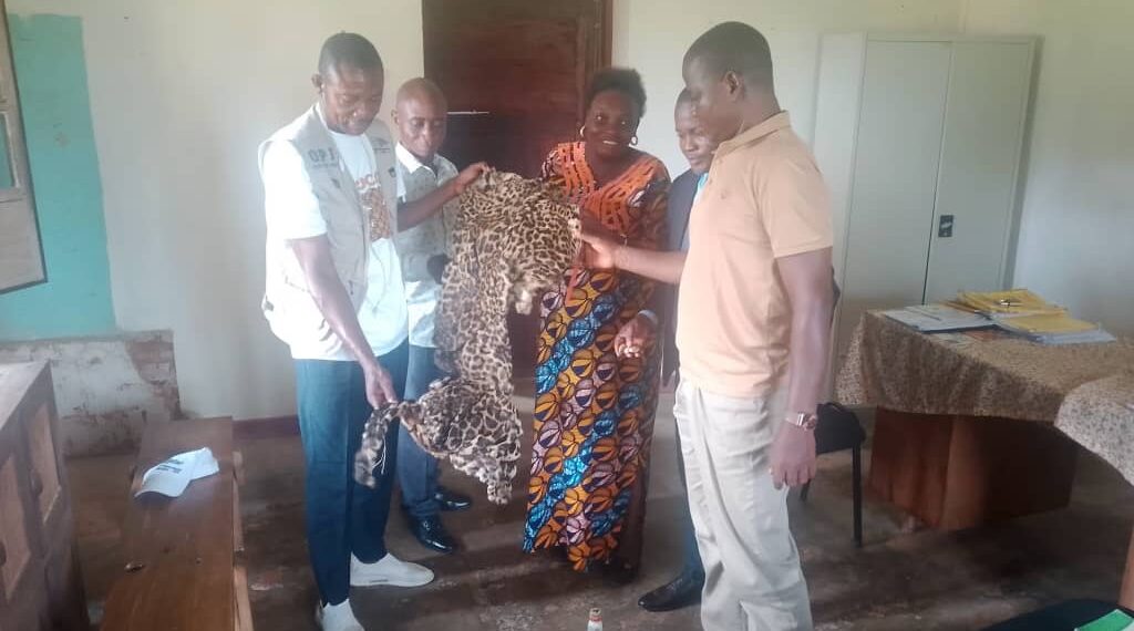 Tshopo : un léopard tué à Ubundu, les défenseurs de la faune montent au créneau