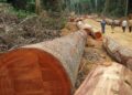 Fonds forestier national : la Cour des comptes dénonce une gestion qui éloigne le FFN de sa mission de reboisement