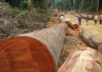 Fonds forestier national : la Cour des comptes dénonce une gestion qui éloigne le FFN de sa mission de reboisement