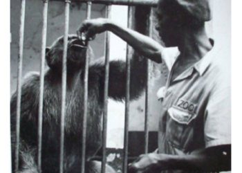 Page d&rsquo;histoire: Le Jardin zoologique de Kinshasa et le vieux chimpanzé Marcel